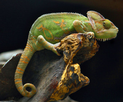 reptilia
