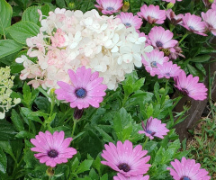 HYDRANGEA AND DAISIES