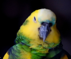 Papagaio