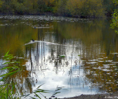 Nature reserve Fritschlach, Karlsruhe / Germany