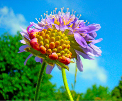 BLÜTEN