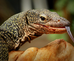 reptilia