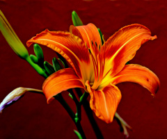 BLÜTE