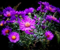 ASTERS 