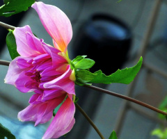 blossom