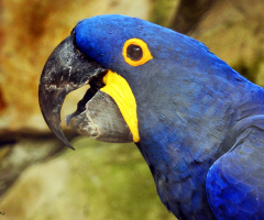 Arara azul