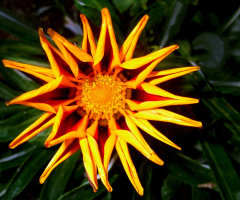 BLÜTE