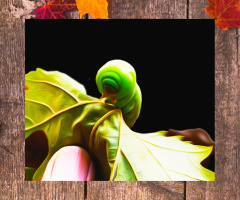 Silkworm 