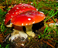 ROT