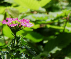 blossoms
