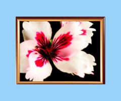 Geranium 