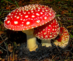 ROT