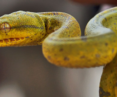 reptilia