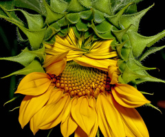 sun flower