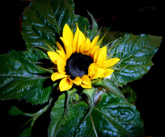 BLÜTE