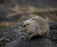 Zoo - København - Oktober  2022.