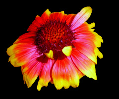 BLÜTE