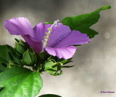 Hibiscus
