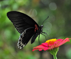 kupu hitam