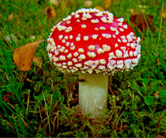 ROT