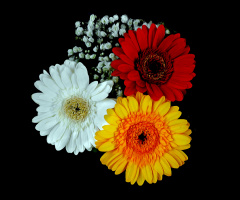 BLÜTEN