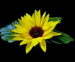BLÜTE
