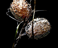 DRY PHYSALIS