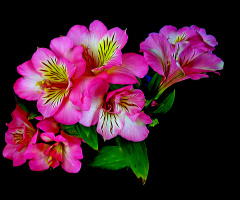 BLÜTEN
