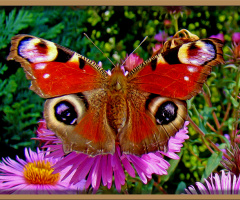 BLÜTE MIT BESUCH