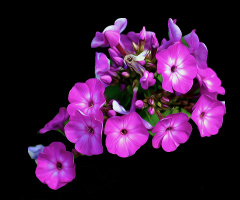 BLÜTEN