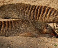 Banded mongoose 