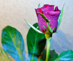 ROSE FOR YOU