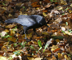 Raven on my doorstep