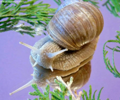 HELIX POMATIA IN THE MIRROR 