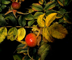 WILD ROSE FRUITS
