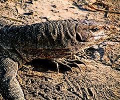 Bengal monitor ،گوہ