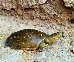 POND TURTLE of our village 