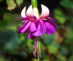 FUCHSIA 