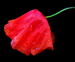 ROT