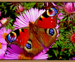 BLÜTEN MIT BESUCH