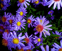 BLÜTEN