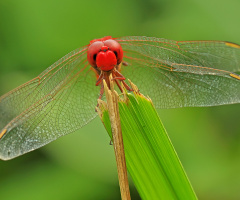 RED DRAGON FLY