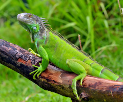 reptilia