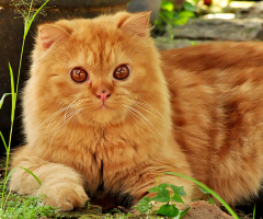 kucing tetangga