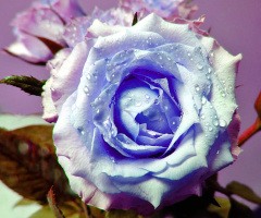 ROSE FOR YOU