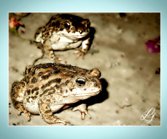 Large Toads