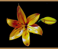 BLÜTE