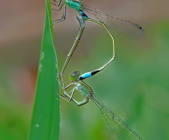 damselfly