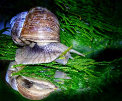 HELIX POMATIA