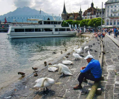 FEEDING SWANS